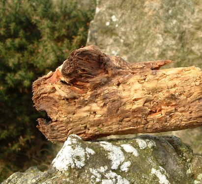 logfish1