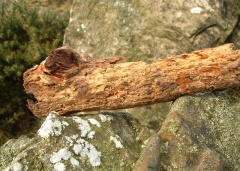 logfish2