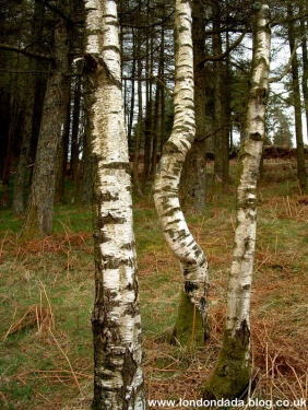 Treesome Galtymore 08