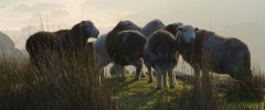 Herdwick parliament