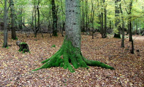 On the existence of goblins