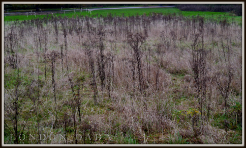 Field of Dead Thistles