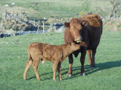 mother & child